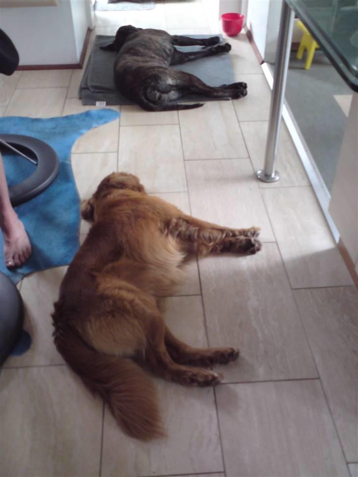 Boerboel Kiwi **SOLGT** - De to bøller er gået omkuld :) billede 6