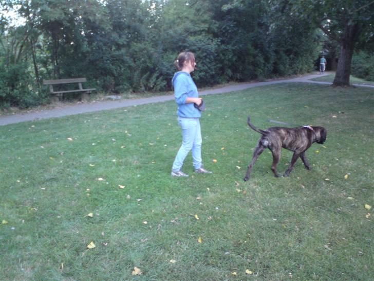 Boerboel Kiwi **SOLGT** billede 7