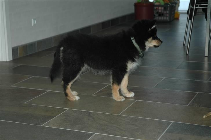 Finsk lapphund Ilo billede 5