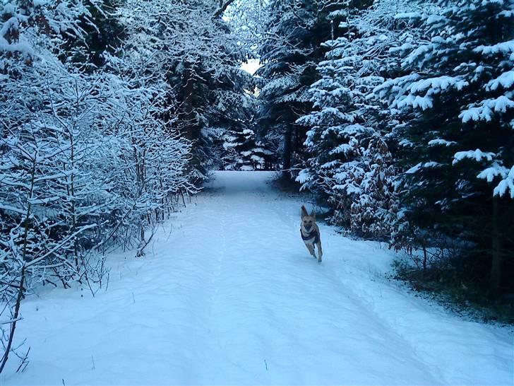 Belgisk hyrdehund SIF  billede 2