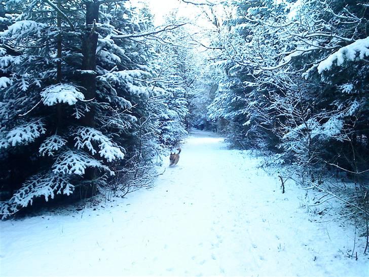 Belgisk hyrdehund SIF  billede 3