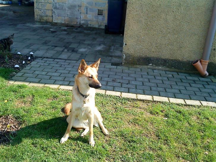 Belgisk hyrdehund SIF  billede 5