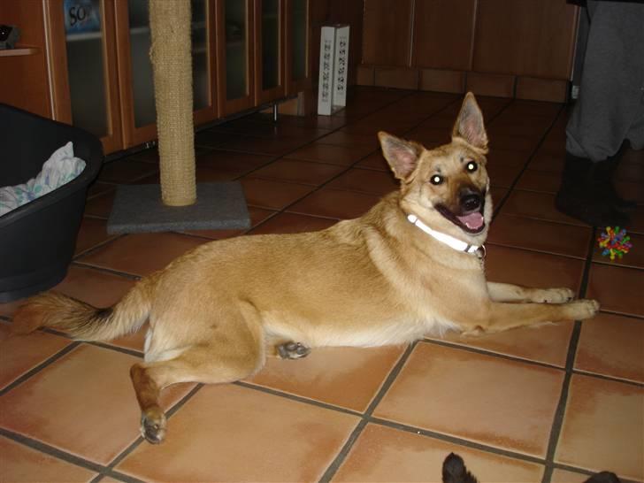 Belgisk hyrdehund SIF  billede 6