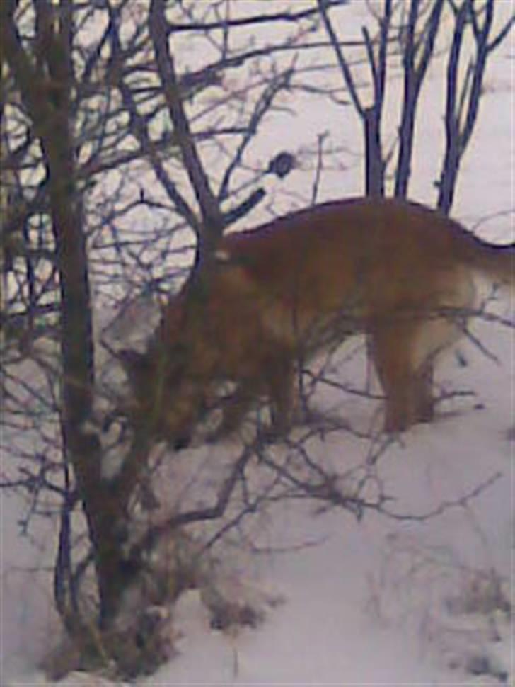 Belgisk hyrdehund SIF  billede 7