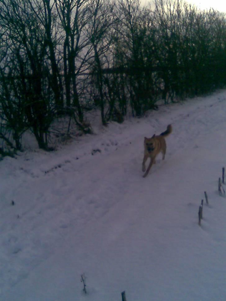 Belgisk hyrdehund SIF  billede 8