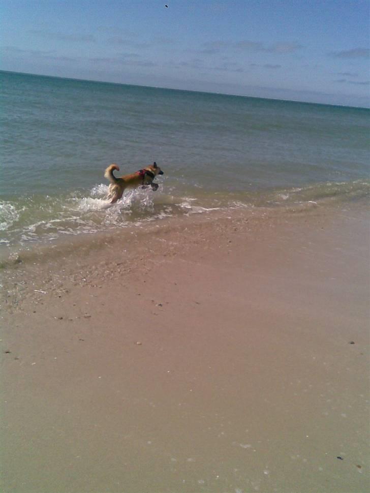 Belgisk hyrdehund SIF  billede 9