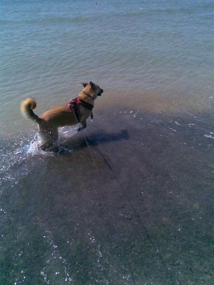 Belgisk hyrdehund SIF  billede 10