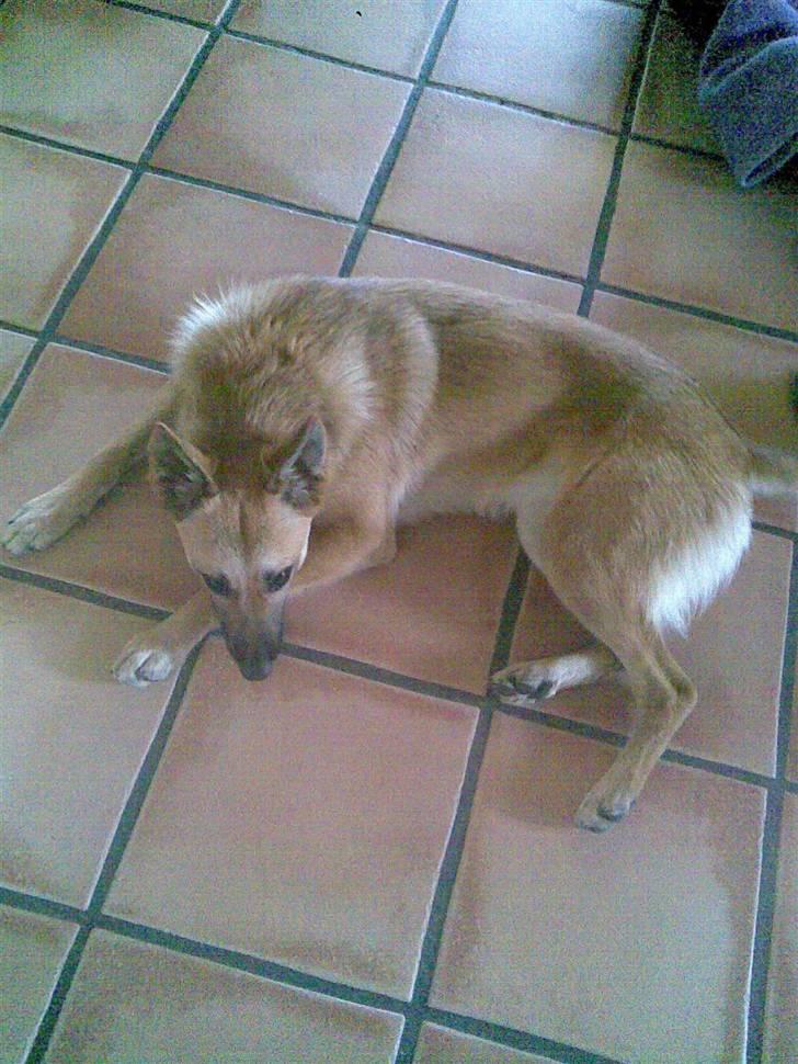 Belgisk hyrdehund SIF  billede 11