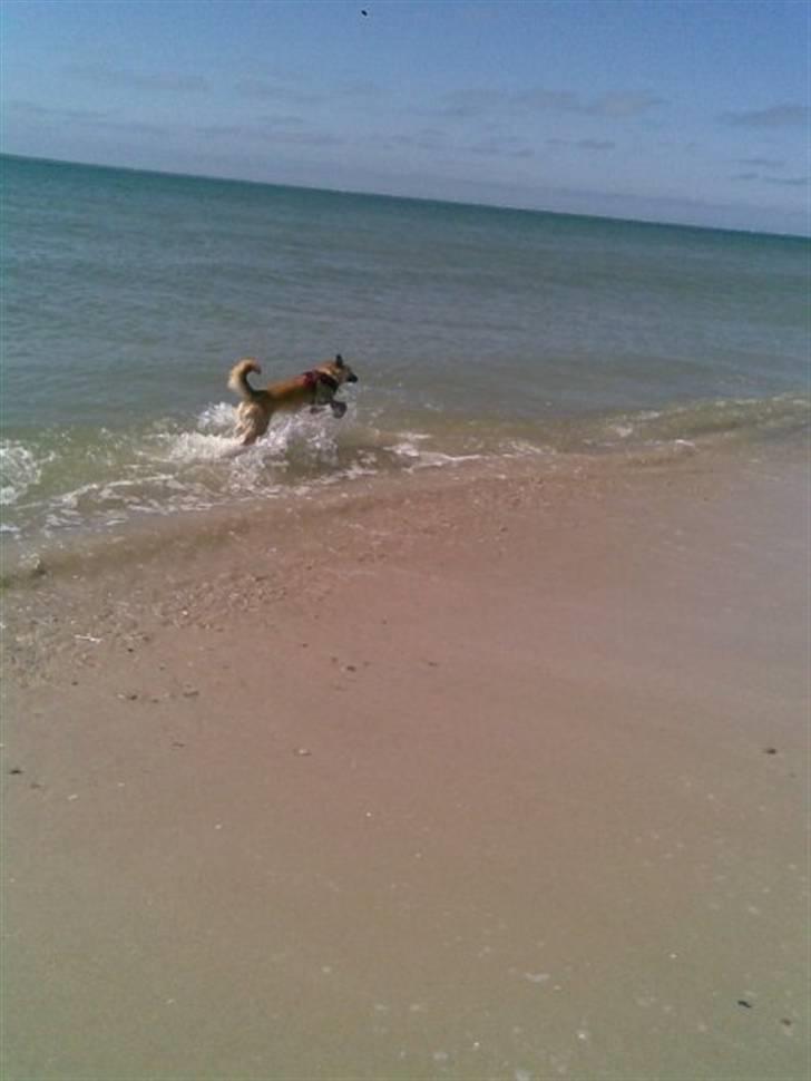 Belgisk hyrdehund SIF  billede 15