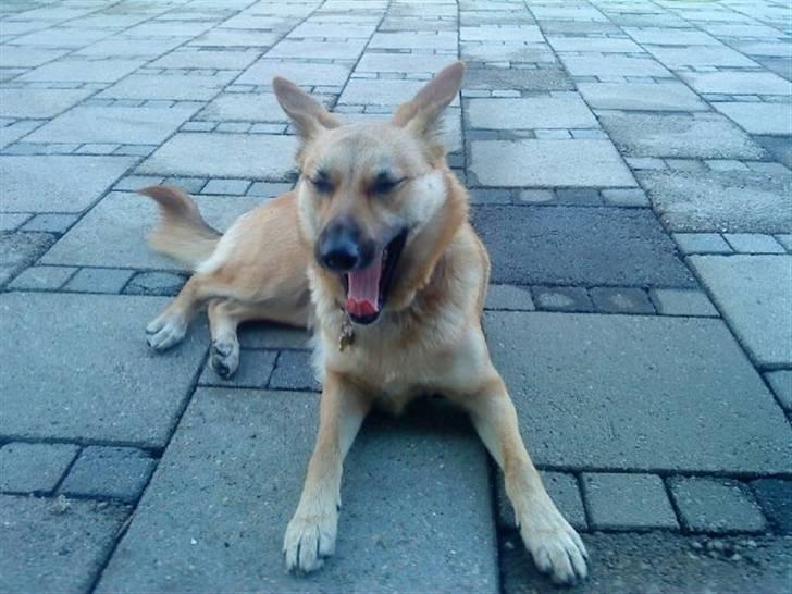 Belgisk hyrdehund SIF  billede 16