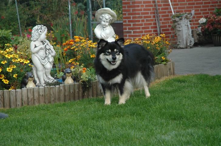 Finsk lapphund Finda Bellami - Måtte skynde mig at skifte foto, da jeg havde sat Penni ind som Bellami. billede 1