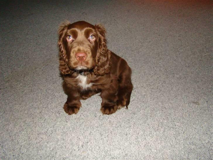 Sussex spaniel Woodlandhope billede 11