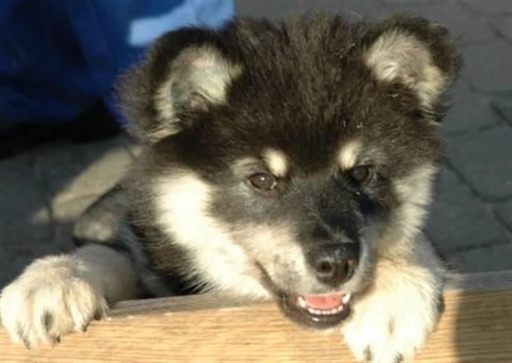 Finsk lapphund Finda Bellami - Bellami lille fræk og dejlig billede 2