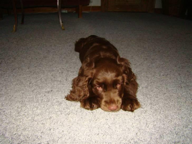 Sussex spaniel Woodlandhope billede 12