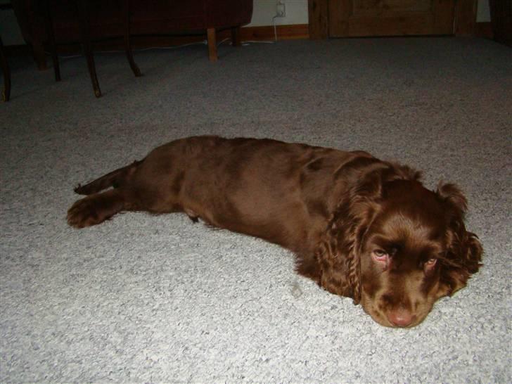 Sussex spaniel Woodlandhope billede 13