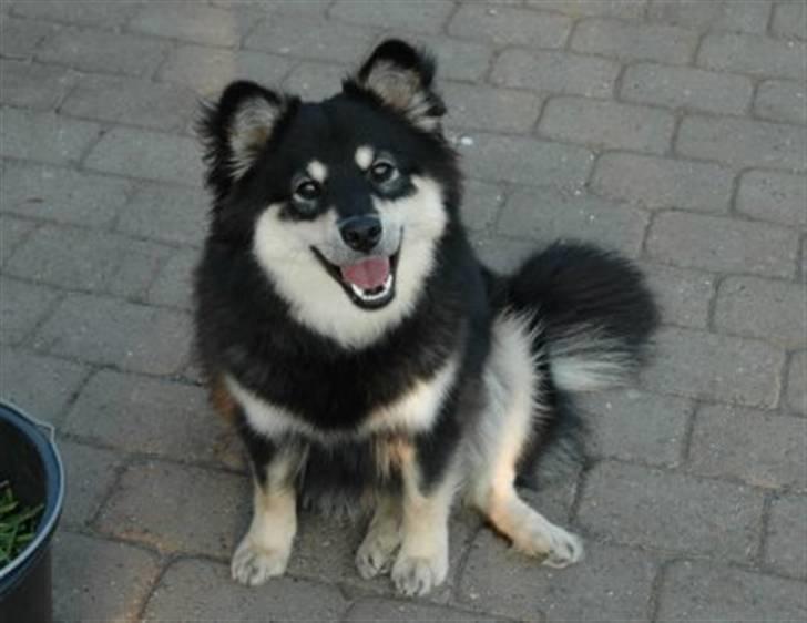 Finsk lapphund Finda Bellami - Her er jeg ikke så gammel endnu. billede 3