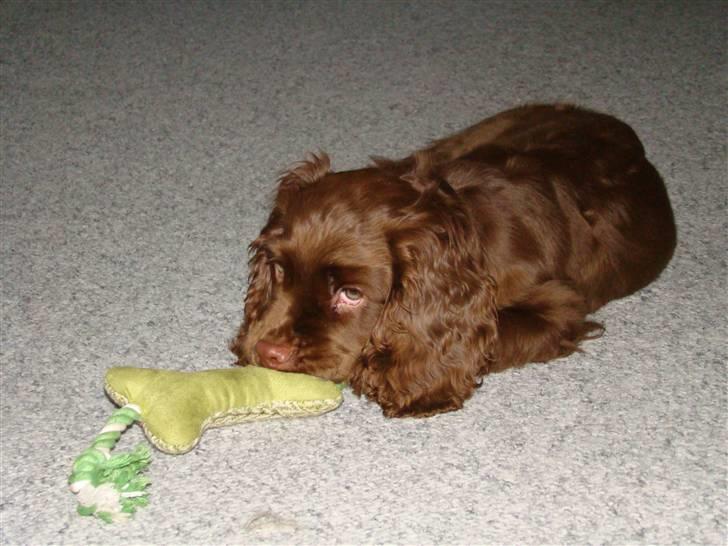 Sussex spaniel Woodlandhope billede 14