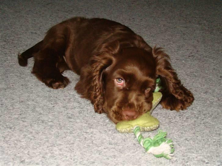 Sussex spaniel Woodlandhope billede 15