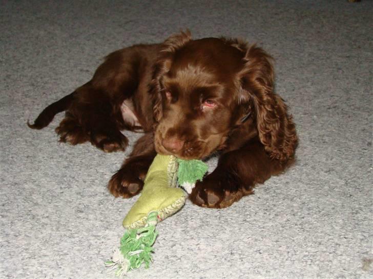 Sussex spaniel Woodlandhope billede 16