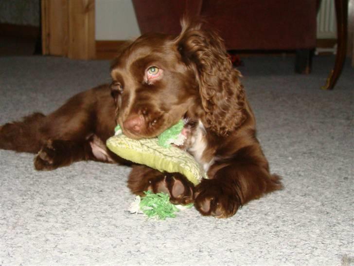 Sussex spaniel Woodlandhope billede 17