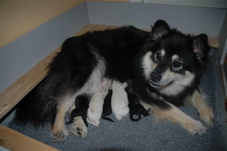 Finsk lapphund Finda Bellami - Her ligger jeg med mine små hvalpe maj 2009 billede 4