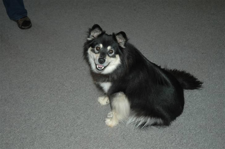 Finsk lapphund Finda Bellami - Bellami sød og dejlig billede 5