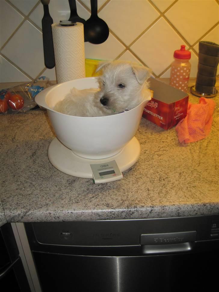 West highland white terrier Max - Skulle lige vejes så mor kunne se hvor tung jeg var blevet billede 6