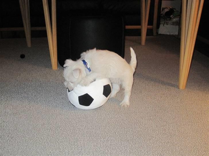 West highland white terrier Max - Hold da op, hvor er den fodbold dog stor, kan ikke få den ind i munden, så må jeg ligge mig på den istedet. billede 7