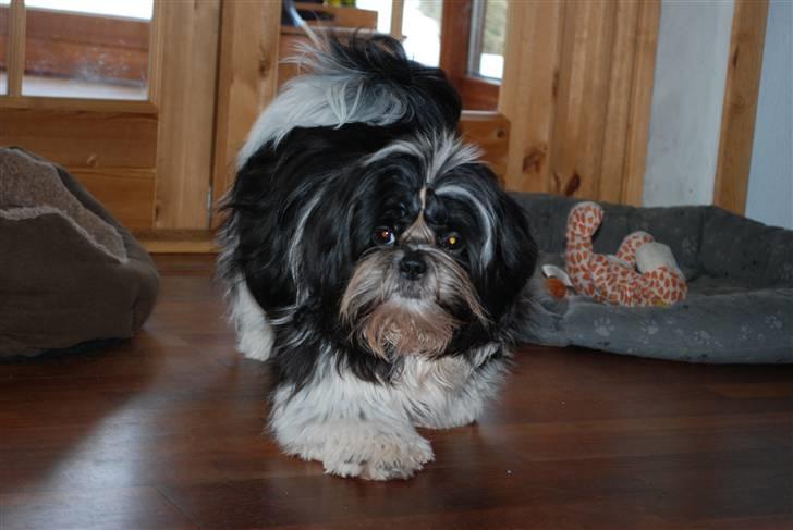 Shih tzu Ludwig billede 5