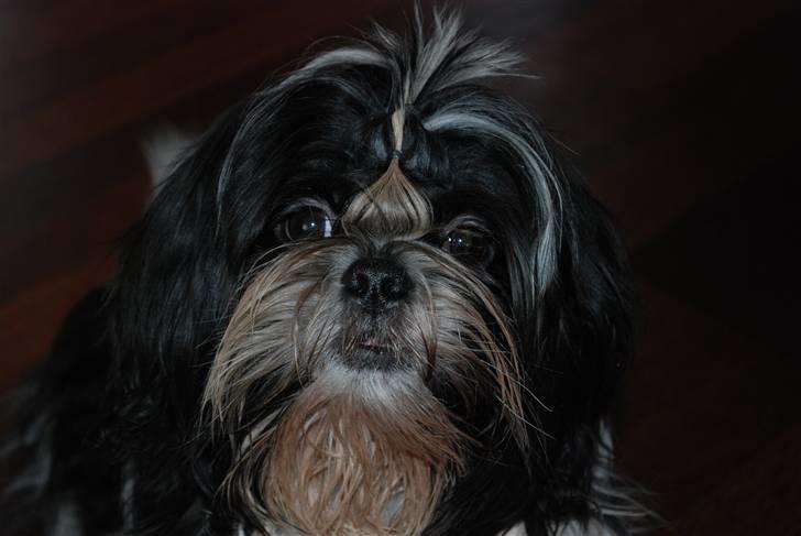 Shih tzu Ludwig billede 6