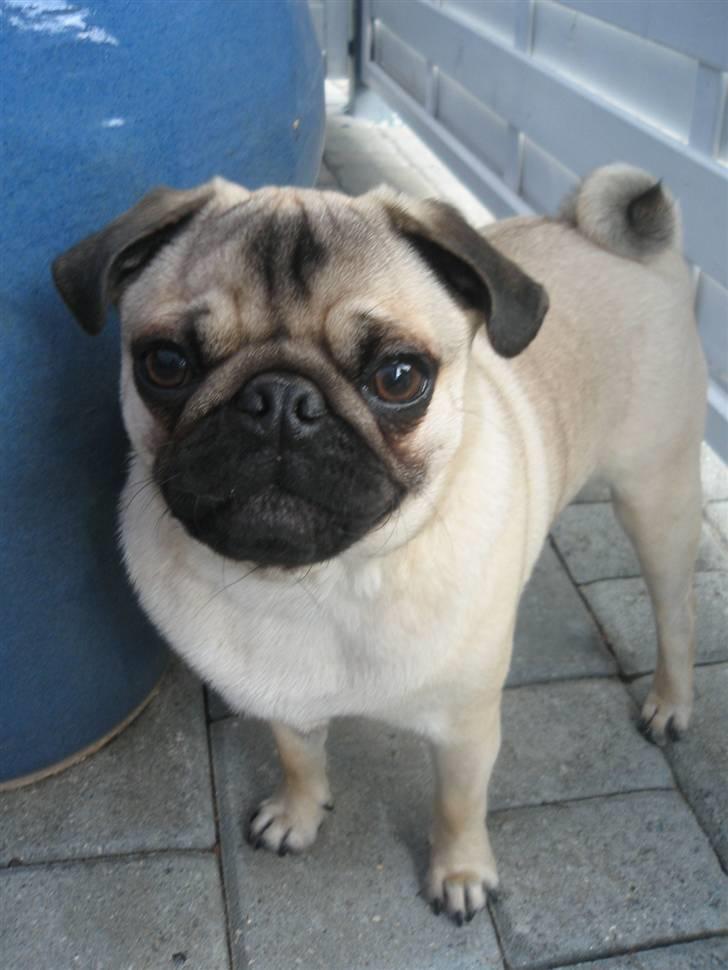 Mops Buster Perry Nielsen billede 18