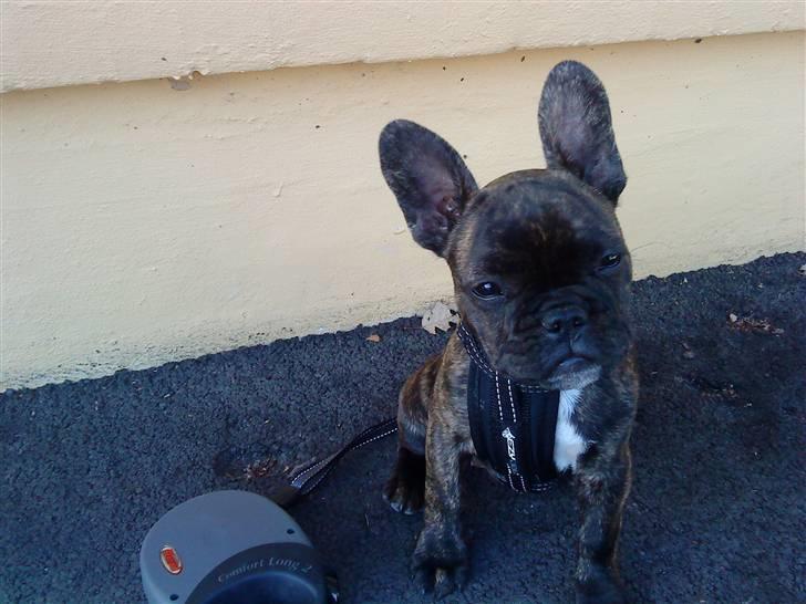 Fransk bulldog mickey billede 1