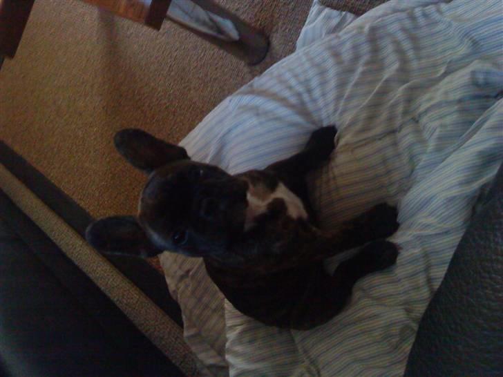 Fransk bulldog mickey billede 2