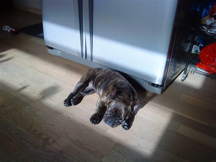 Fransk bulldog mickey billede 3