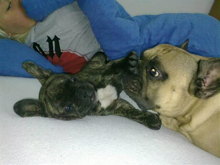 Fransk bulldog mickey billede 4