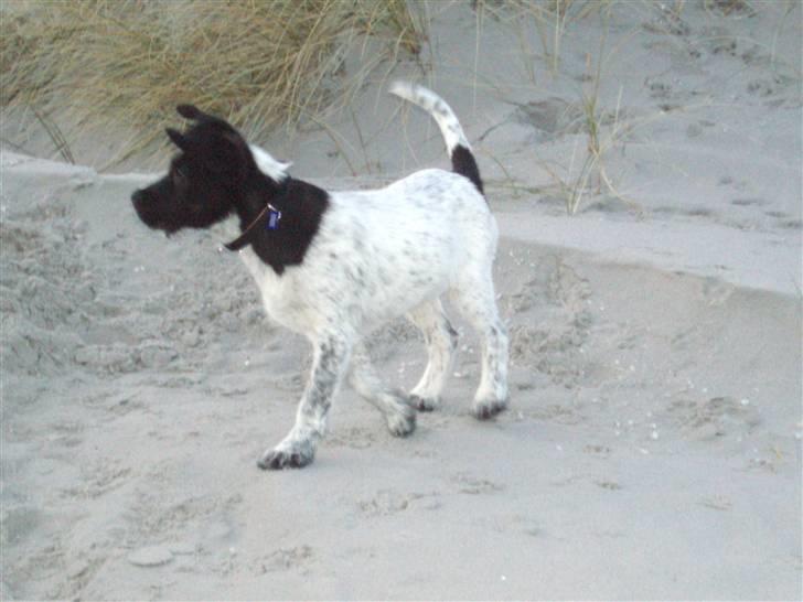 Blanding af racer Rollo (: - Nåe min Rollo som hvalp hvor var han bare dejlig<3 billede 3