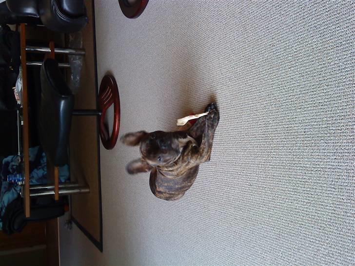 Fransk bulldog mickey billede 5