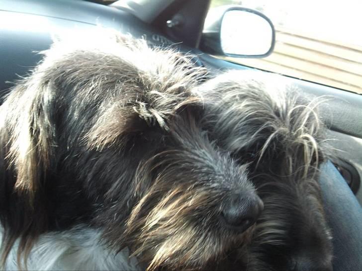 Blanding af racer Rollo (: - Se lige smukke rollo men sin fine søn jensen!<3 billede 5