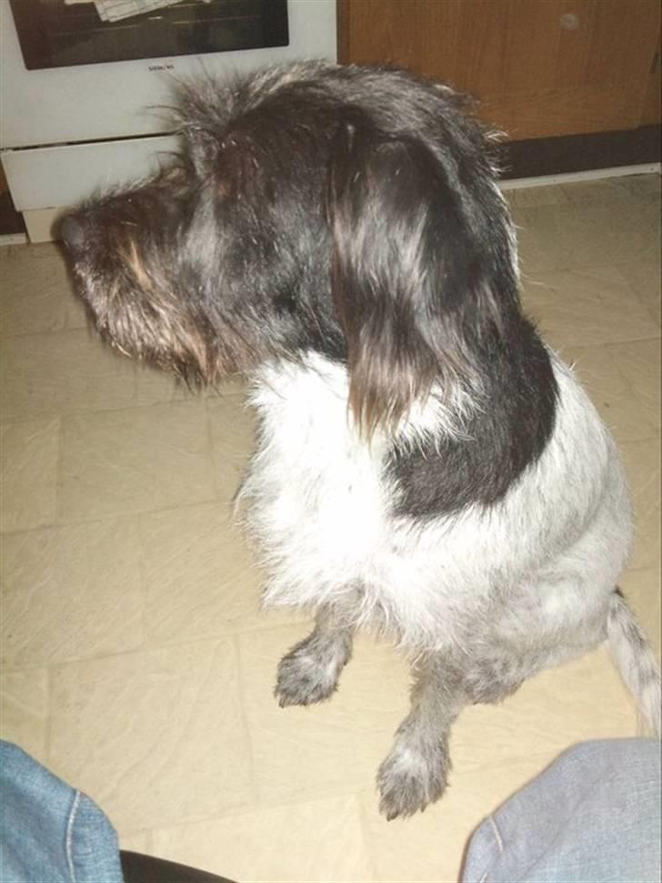 Blanding af racer Rollo (: - Min smukke hund<3 billede 6