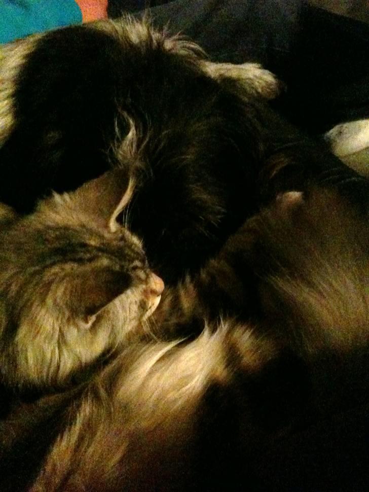 Blanding af racer Rollo (: - Rollo putter med sin nye ven :) billede 7