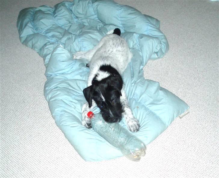 Blanding af racer Rollo (: - Nårrh du er bare så sød deer på dynen<3 billede 8