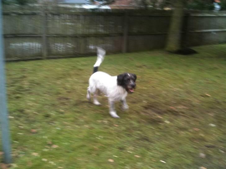 Blanding af racer Rollo (: - I haven igen :D billede 9