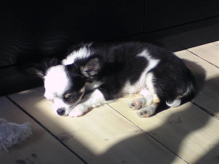 Chihuahua missy billede 3