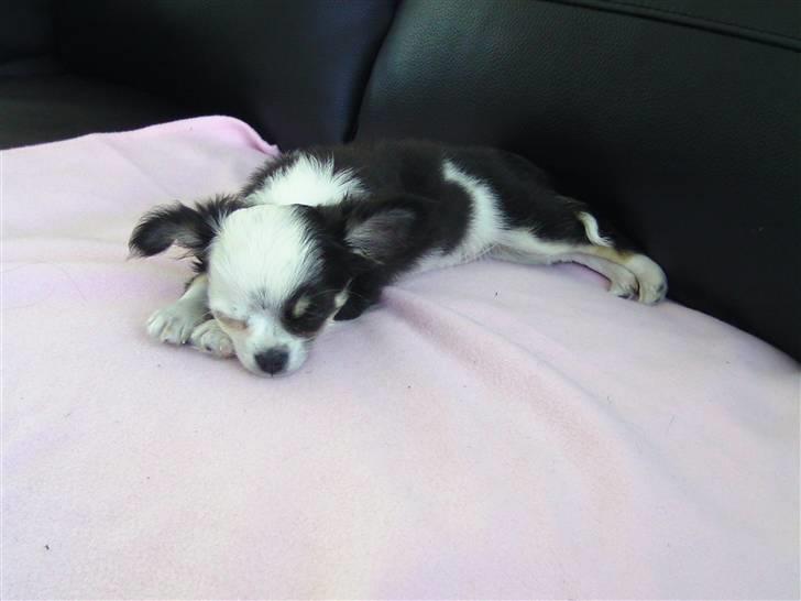 Chihuahua missy billede 4