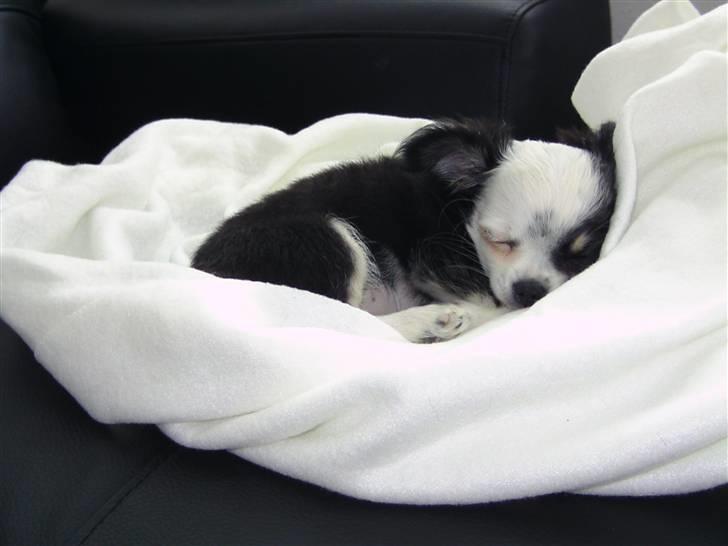 Chihuahua missy billede 5