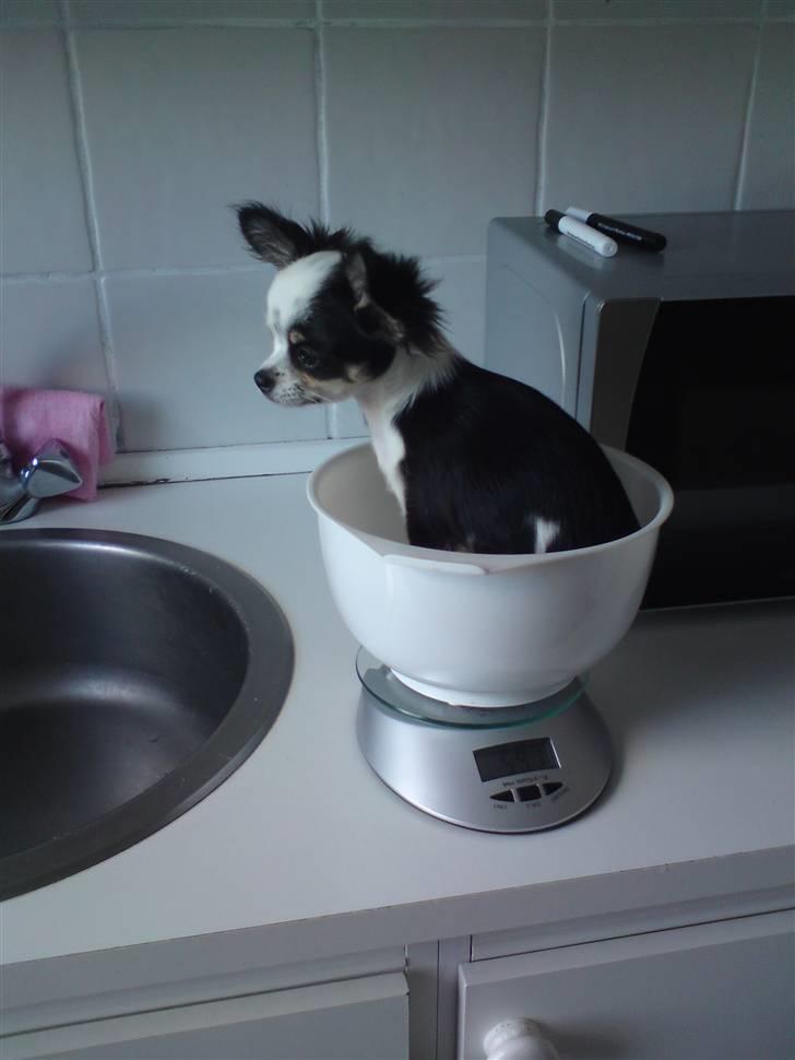Chihuahua missy - Og så skulle hun vejes, det var den lille prinsesse bestemt ikke tilfreds med :-) billede 8