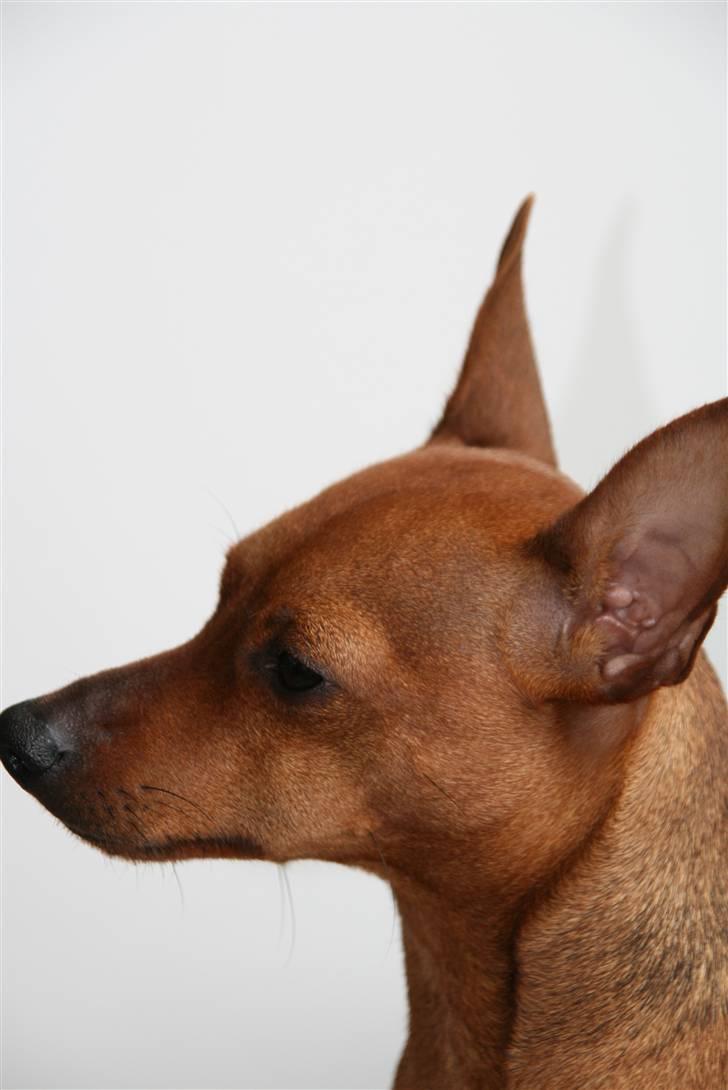 Dvaergpinscher Ami billede 18