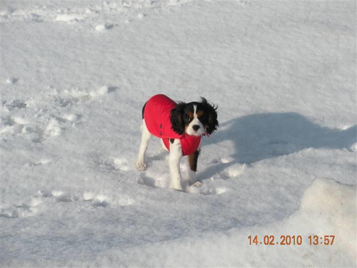 Cavalier king charles spaniel Fie født den 6/11-2009. - I dag var Fie med ved vandet for første gang og det var lige noget hun kunne lide. billede 1