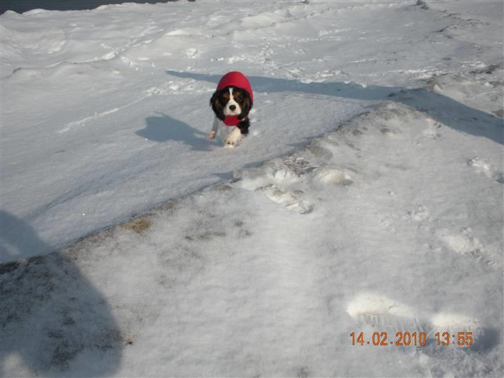 Cavalier king charles spaniel Fie født den 6/11-2009. - Se hvor stærkt jeg kan løbe ... billede 2
