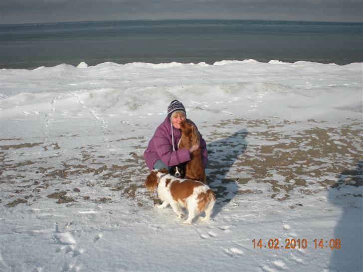 Cavalier king charles spaniel Fie født den 6/11-2009. - Mor får mange kys, jeg sidder mellem benene på mor. billede 3